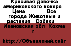Красивая девочка американского кокера › Цена ­ 35 000 - Все города Животные и растения » Собаки   . Ивановская обл.,Кохма г.